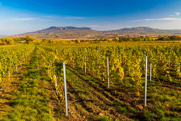 Vineyards near Dolni Dunajovice in Palava region, Southern Moravia, Czech Republic