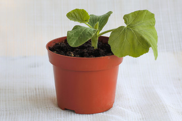 Pumpkin sprout in a pot. Every spring we grow pumpkin seedlings on the windowsill. The seeds are first wetted and then placed in a pot of earth. In the fall we collect a large crop of pumpkins. Pumpki