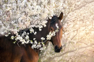 Printed roller blinds Beige Bay stallion portrait on spring blossom tree