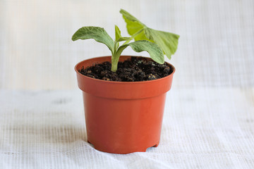 Pumpkin sprout in a pot. 