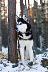 Dog Siberian Husky sitting in the snow in forest in backlight