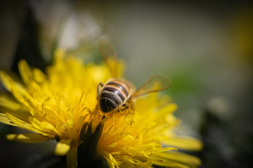 Dandelion flower and bee in spring day, nature background