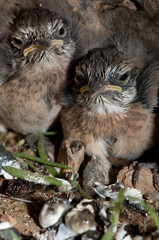 Chiks of Canary Islands stonechat Saxicola dacotiae. Esquinzo ravine. La Oliva. Fuerteventura. Canary Islands. Spain.