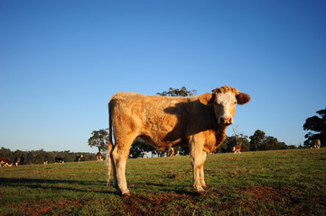 Cow in the field, Australia farm cow.