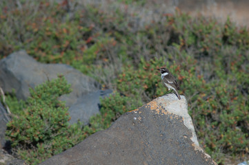Male Canary Islands stonechat Saxicola dacotiae. Esquinzo ravine. La Oliva. Fuerteventura. Canary Islands. Spain.