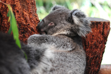 outdoors, travel, animal, aussie, australia, australian, baby, background, bear, branch, cuddly, cute, ears, eucalyptus, fauna, funny, fur, gray, gum, gum trees, isolated, koala, lazy, leaf, leisure, 