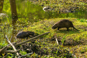 Two Nutria Greet Each Other But Follow Social Distancing.