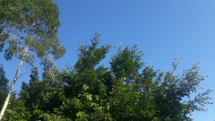sky blue and green trees