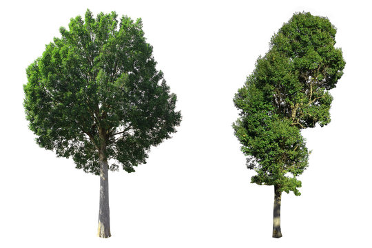 Irvingia malayana Oliv. ex A.W.Benn. Two Barking deer&rsquo;s mango leaves densely and tall. Isolated on white background.