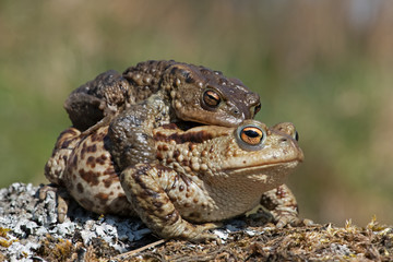 Paired Common Toads (Bufo bufo) in breeding season