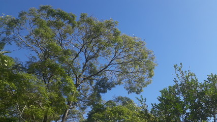 sky blue and green trees