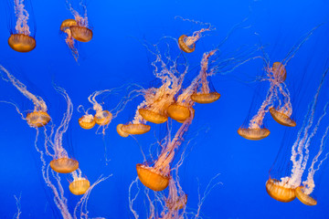 Obraz na płótnie Canvas jelly fishes in the deep blue sea
