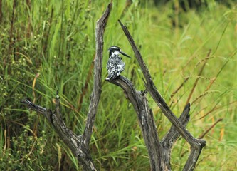 kingfisher in the trees