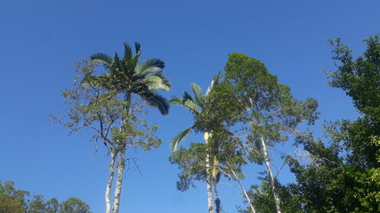 sky blue and green trees