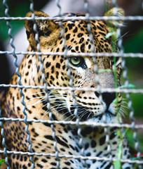 Close up of Portrait of Sri Lankan Leopard in Cage