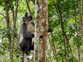 Portrait d'un primate Semnopithèque de Thomas dans la province de Sumatra à Bukit Lawang.
Assez reconnaissable, notamment, grâce à sa crête noire et son pelage gris et blanc.
