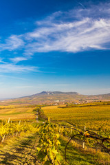 Fototapeta premium Vineyards near Dolni Dunajovice in Palava region, Southern Moravia, Czech Republic