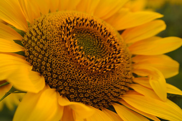 Beautiful sunflower closeup in soft sunset light