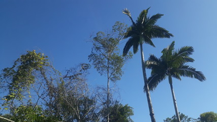 Obraz premium sky blue and green trees