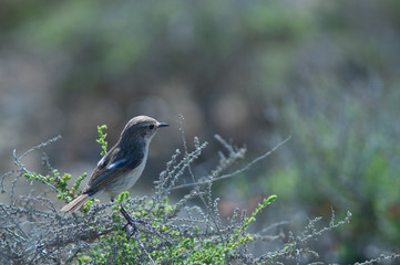 Female Canary Islands stonechat Saxicola dacotiae. Esquinzo ravine. La Oliva. Fuerteventura. Canary Islands. Spain.