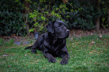 black labrador retriever