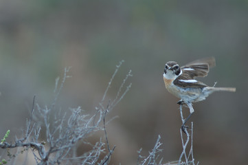 Male Canary Islands stonechat Saxicola dacotiae. Esquinzo ravine. La Oliva. Fuerteventura. Canary Islands. Spain.