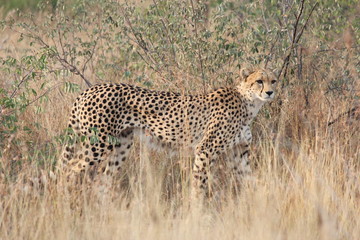 cheetah in serengeti