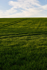 Grassy Hill in Sunset