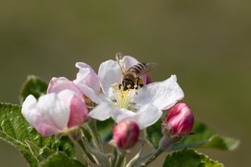 Bee on a delicate white-pink flower on a branch of an apple tree