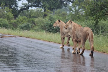 lions on the prowl