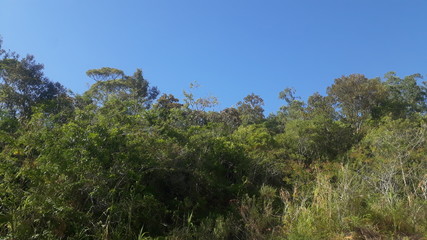 Fototapeta na wymiar sky blue and green trees
