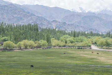Fototapeta na wymiar Leh,ladakh,Jammu And Kashmir India-17-04-2019:Photos taken in Leh,Ladakh region,India.