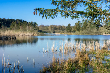 Swamped lake landscape with rush under a clear blue sky in early spring
