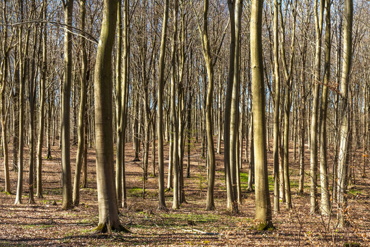 Beech tree trunks in the forest in early spring