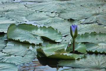 blue water lily