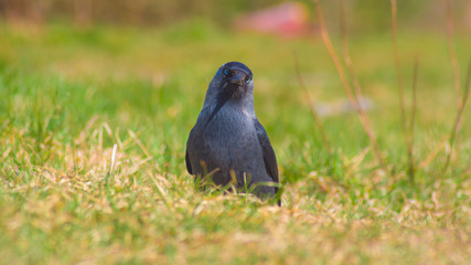 Black crow walking on the grass, looka at the camera, straight in lens, bird during a meal, nature, animals