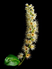 Fiori di lauroceraso