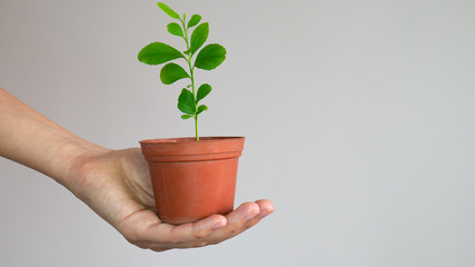 A woman's hand holds a pot of a young lemon tree. Copy space area for advertising.