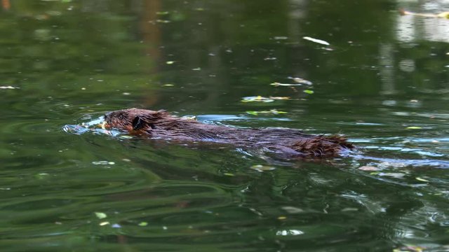 Eurasian beaver (Castor fiber) or European beaver is a beaver species that was once widespread in Eurasia, but was hunted to near-extinction for both its fur and castoreum.