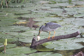 great blue heron with his catch