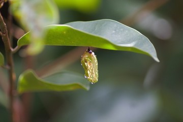 green leaf with cocoon