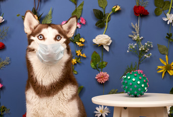 Young husky posing. Cute playful white and brown dog looks happy, isolated in background with fixed flowers on wall empty space for inserting text and ads advertising. Full-length pet sits on floor