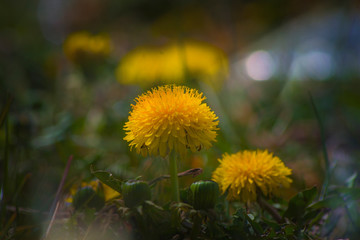 Sonchus, flowering plants, the dandelion tribe, Asteraceae, sow thistles, hare thistles, hare lettuces, yellow flower, macro, nature, closeup in the grass