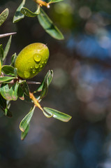 close-up of the fruit of the argan tree, its oil used in cosmetics, pharmacy and medicine