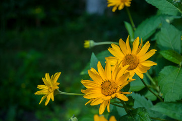 Rudbeckia. Garden yellow flowers with green leaves. Blossom in summer. Background with old wood house 