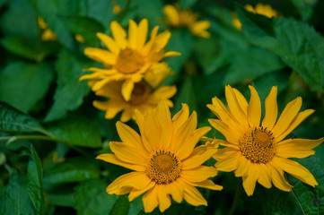 Rudbeckia. Garden yellow flowers with green leaves. Blossom in summer. Background with old wood house 