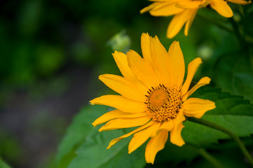 Rudbeckia. Garden yellow flowers with green leaves. Blossom in summer. Background with old wood house 