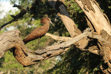 hammer head in the tree