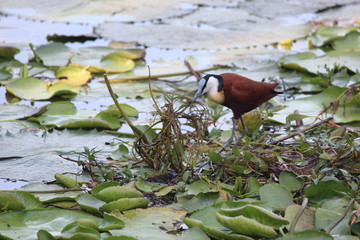 Water bird at the nest 