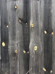 old gray fence from time to time with bright specks of yellow knots